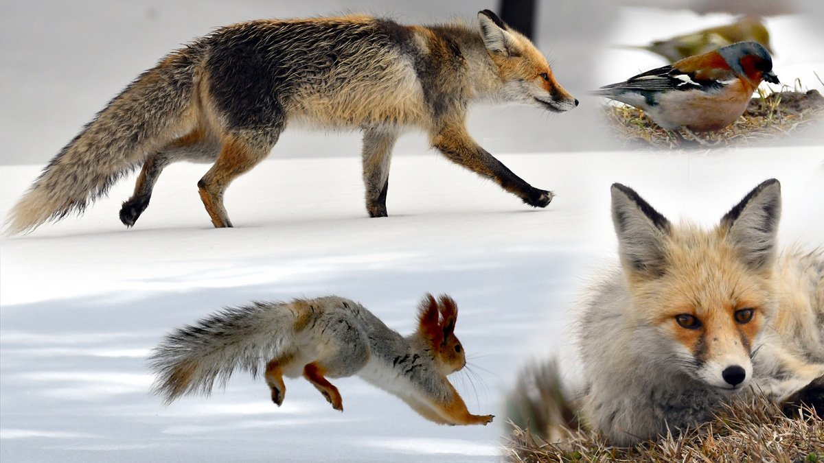 Bahar gelmişti, kar geri döndü: Kars’ta yaban hayvanları yiyecek ararken görüntülendi