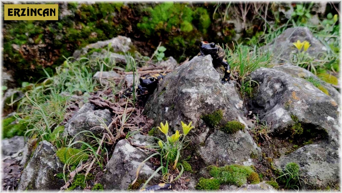 Bahar kendini gösterince "Doğanın gizli kahramanları" böcekler iş başı yaptı