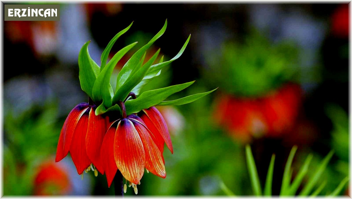 Baharda açan ters laleler Munzur Dağları'na güzellik kattı