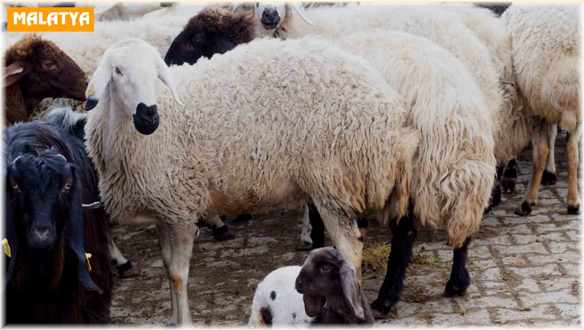Baharı müjdeleyen kuzular doğmaya başladı