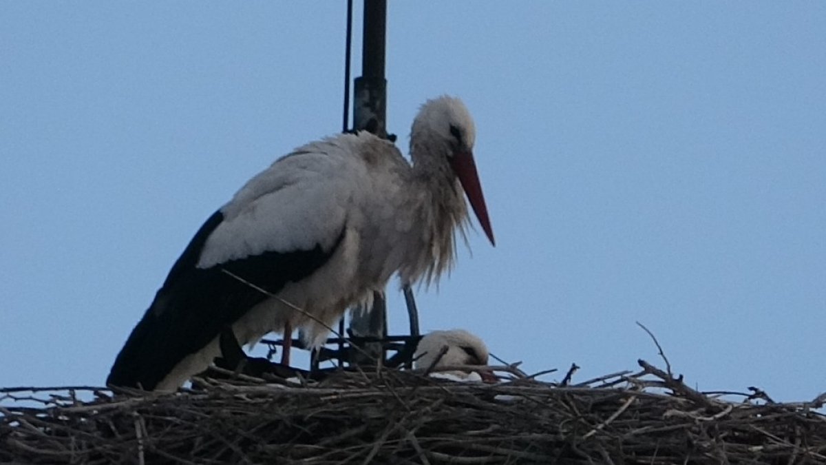 Baharın habercisi leylek erken geldi