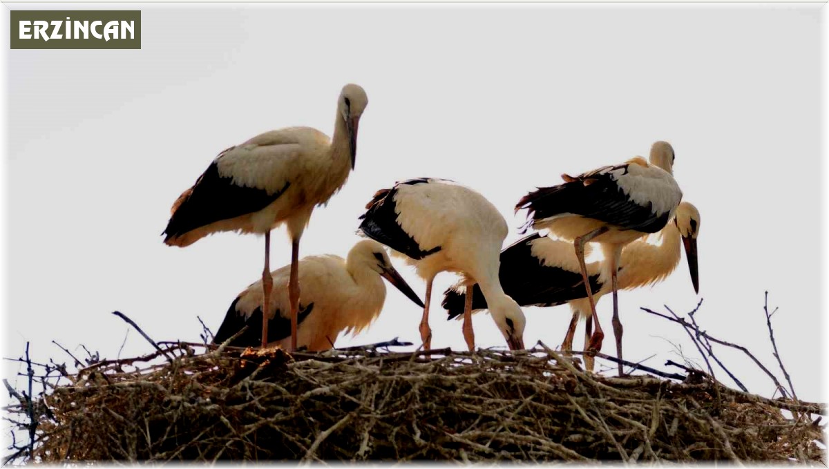 Baharın habercisi leylekler Erzincan'a erken geldi