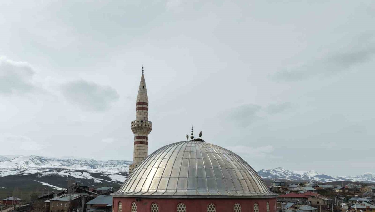 Baharın habercisi leylekler Muş Ovası’na döndü: Köy çatıları yeniden yuvalarla doluyor