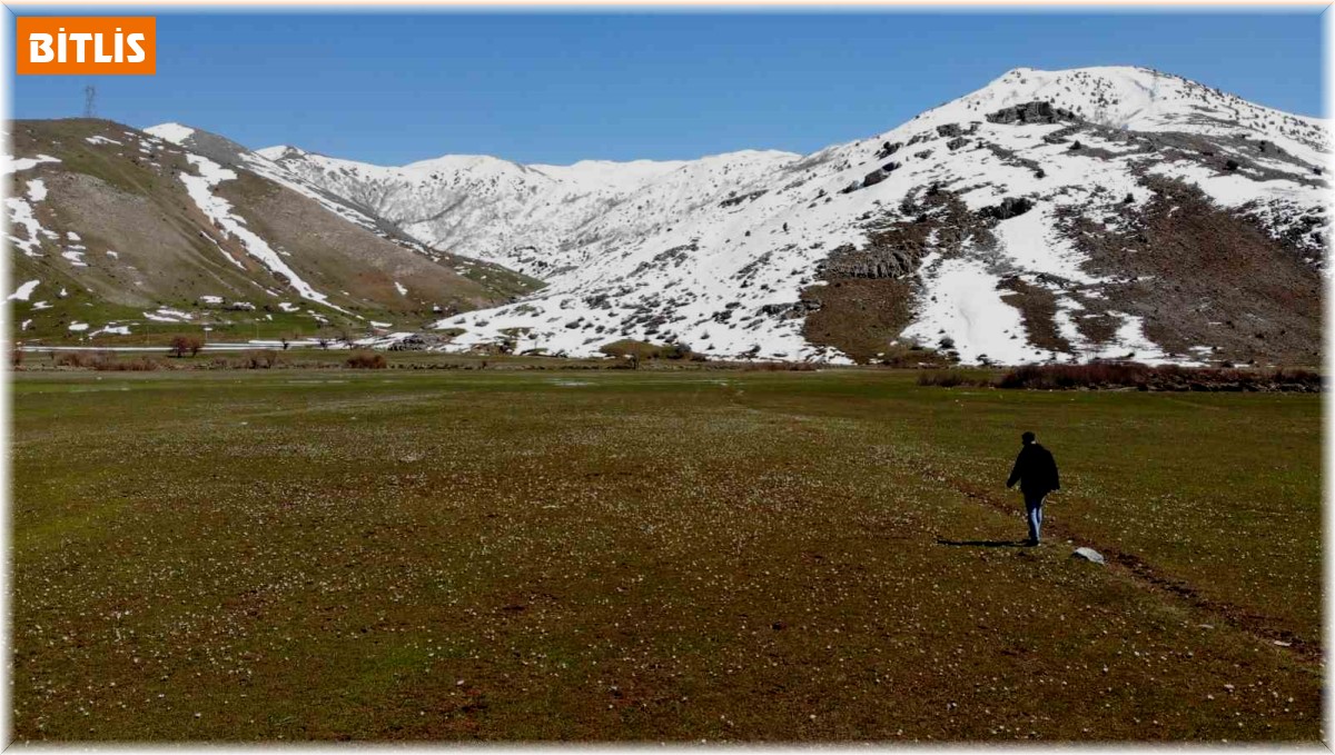 Baharın müjdecisi kardelenlerden görsel şölen