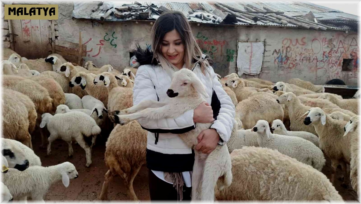 Baharın müjdecisi kuzu doğumları başladı