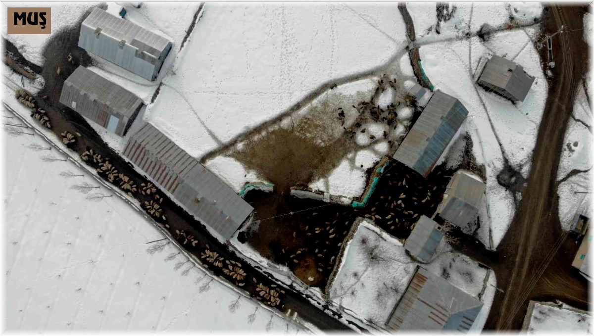 Baharın müjdecisi kuzuların anneleriyle buluşma anı