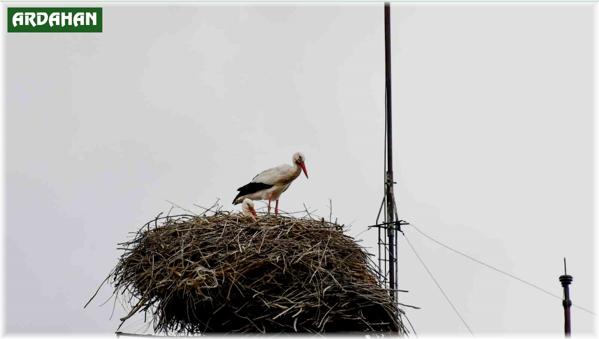 'Baharın müjdecisi' leylekler Ardahan'a gelmeye başladı