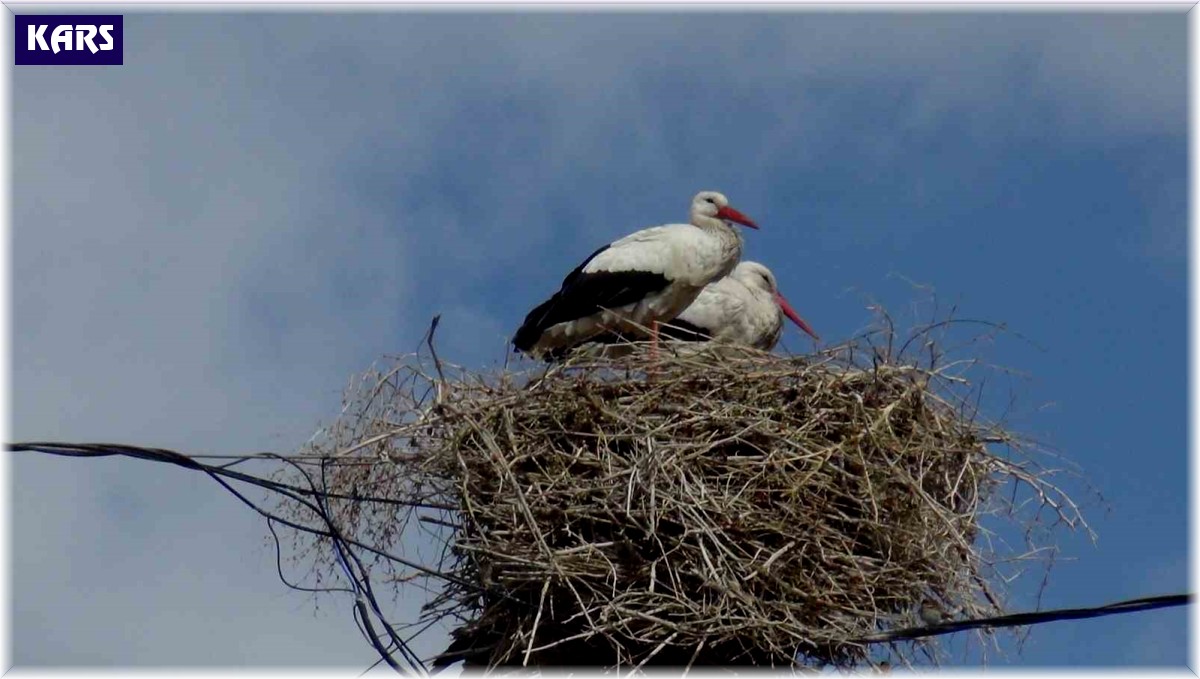 Baharın müjdecisi leylekler Kars'a geldi