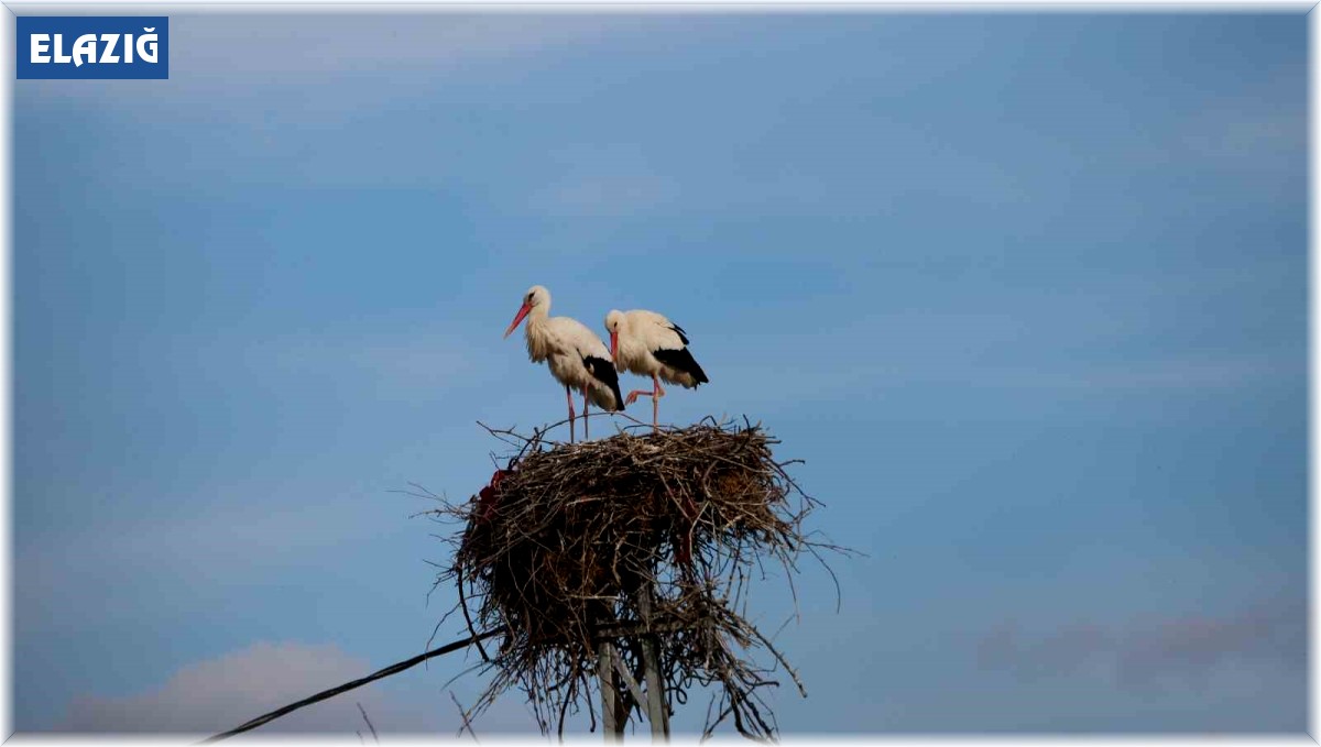 Baharın müjdecisi leylekler yuvalarına döndü
