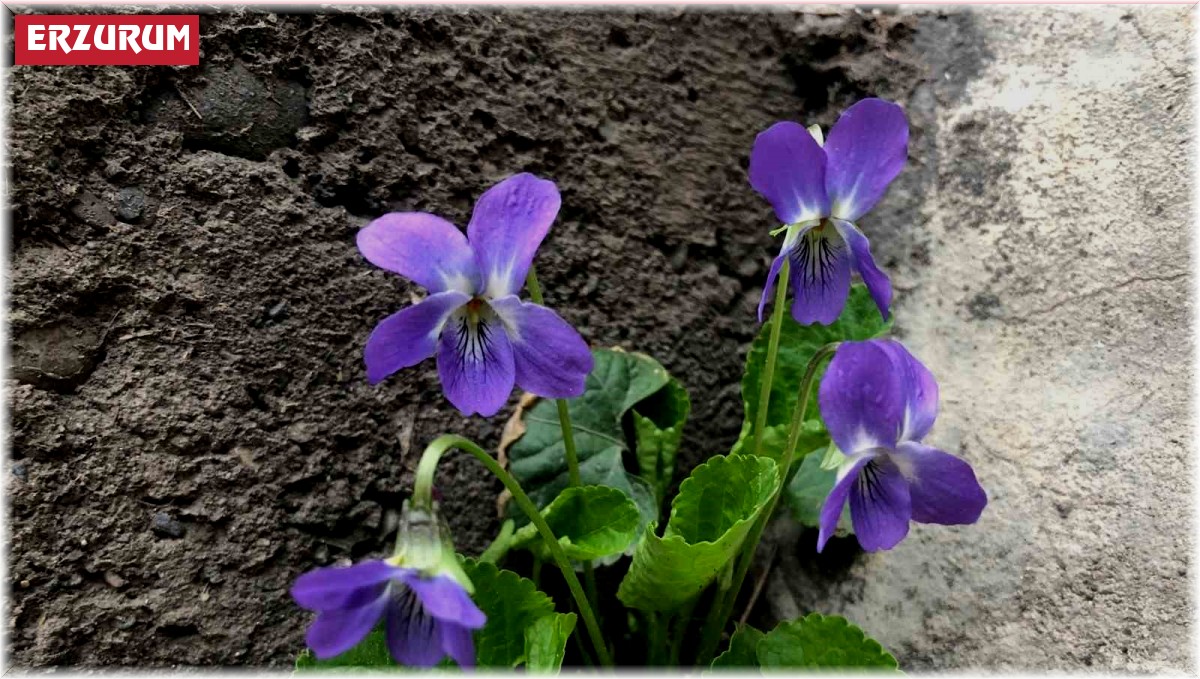 Baharın müjdecisi mavi menekşeler bahçeleri süslemeye başladı