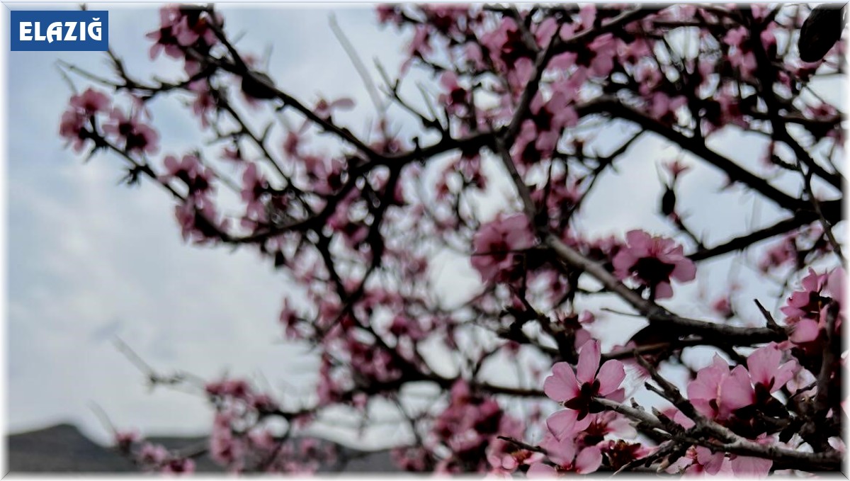 Baharla birlikte çiçek açan bademler, çiftçileri kara kara düşündürüyor