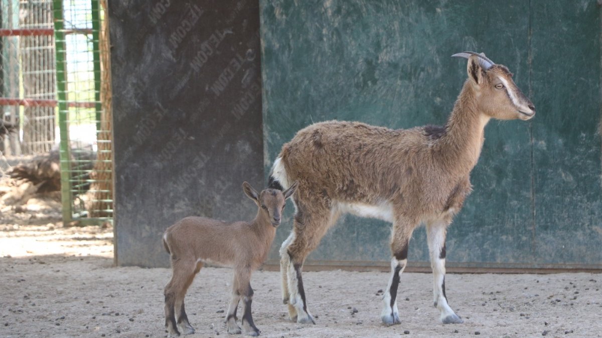Baharla birlikte hayvanat bahçesi nüfusu artıyor