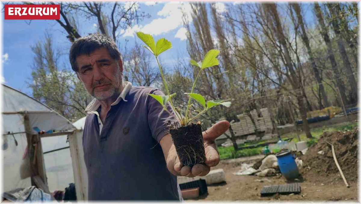 Bahçesinde 300 bin doğal fide üretip Türkiye'nin her yerine gönderiyor