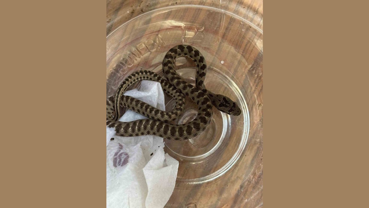 Bahçesinden zehirli engerek yılanı çıktı, kavanozla doğal ortamına bıraktı