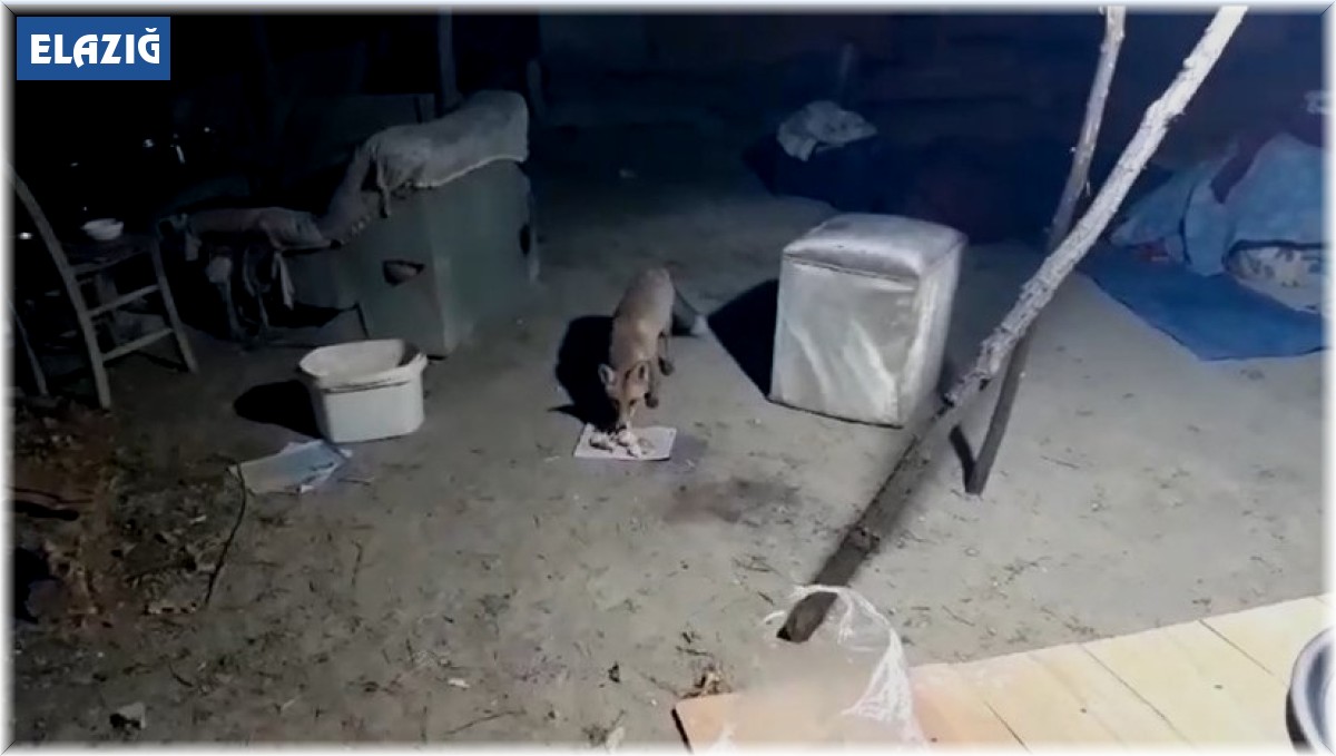 Bahçesine ve evine gelen tilkiyi elleriyle besliyor