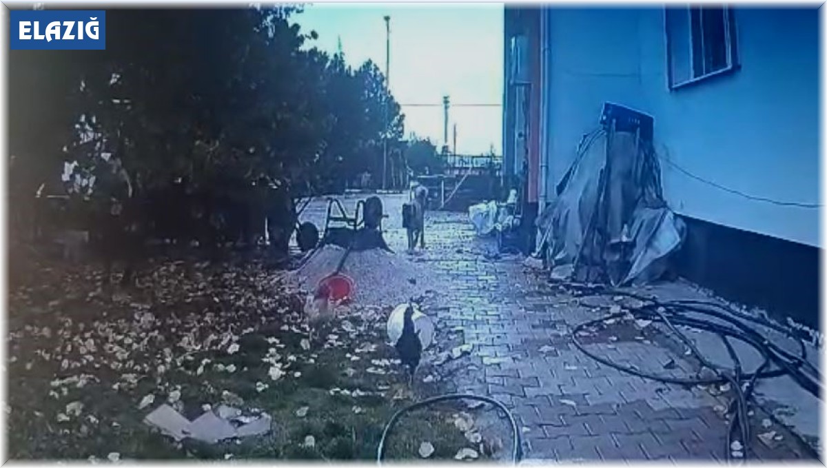 Bahçeye giren köpek, kaşla göz arasında tavuğu kaçırdı