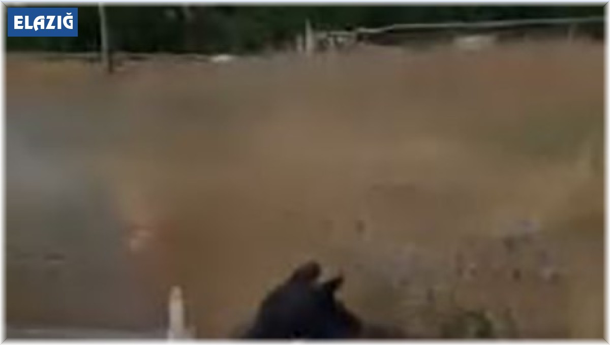 Bahçeye giren köpek tavuğu telef etti