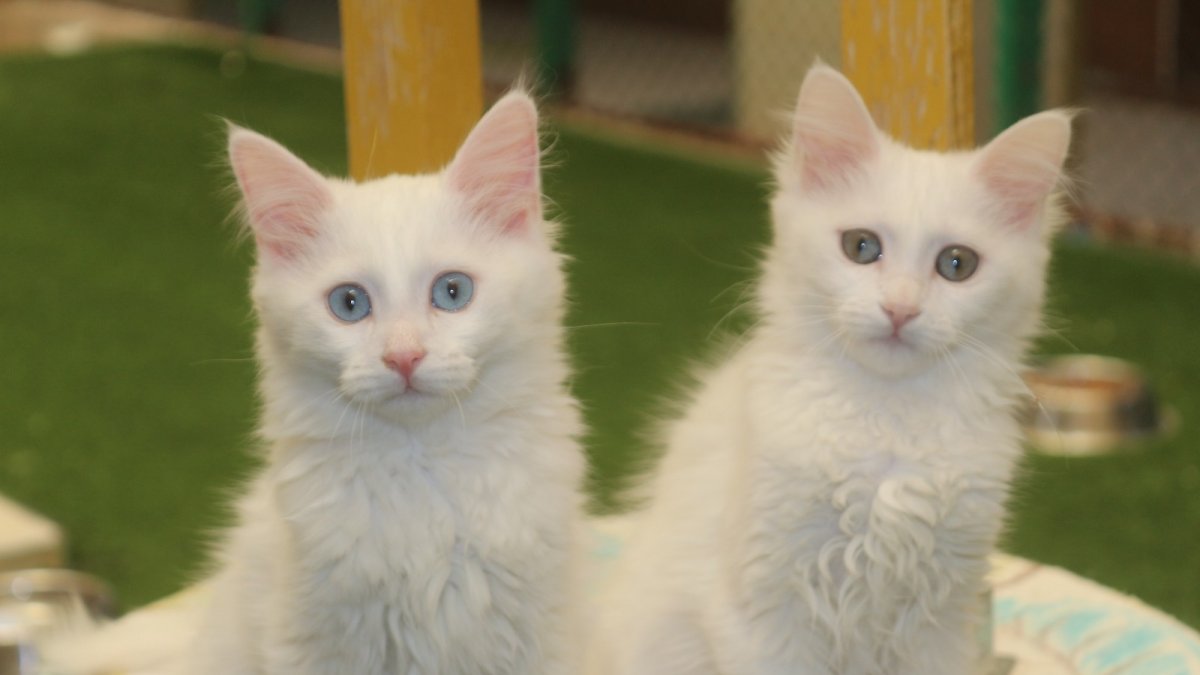 Bakanlık kararı Van kedisi hayranlarını sevindirdi