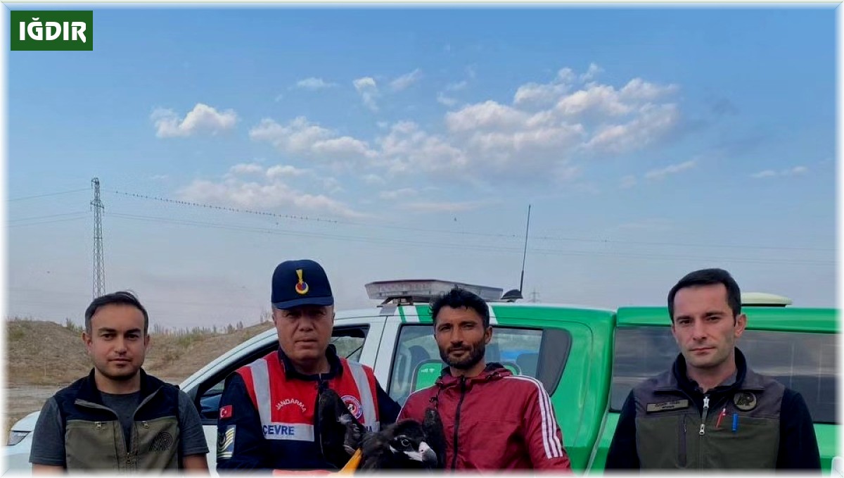 Bakıma muhtaç Kara Akbaba tedavi altına alındı