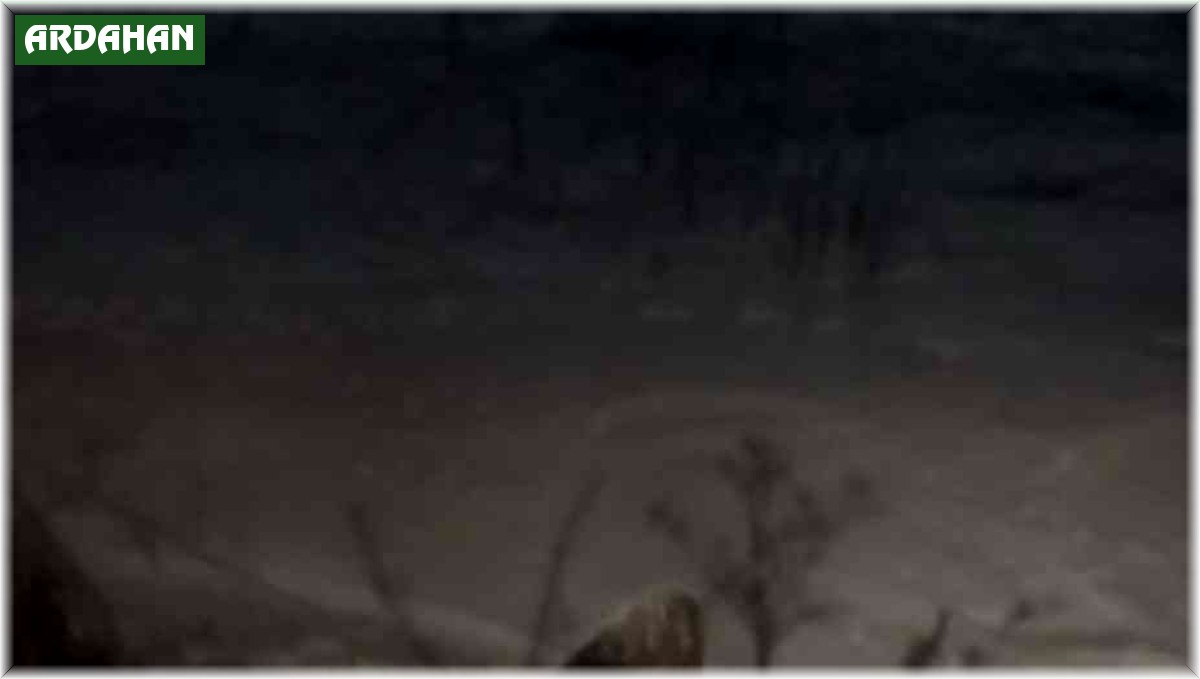 Bakımevine gelen tilkiyi her gün eliyle besliyor