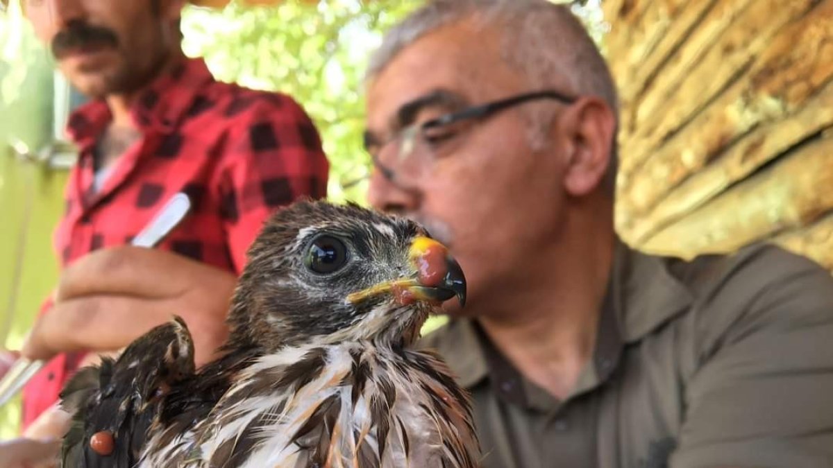 Bakımı yapılan şahin yavrusu tekrar doğaya bırakıldı