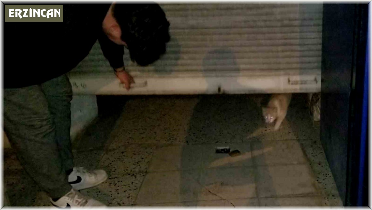 Bakkaldaki hırsızlık şüphelisi kedi çıktı