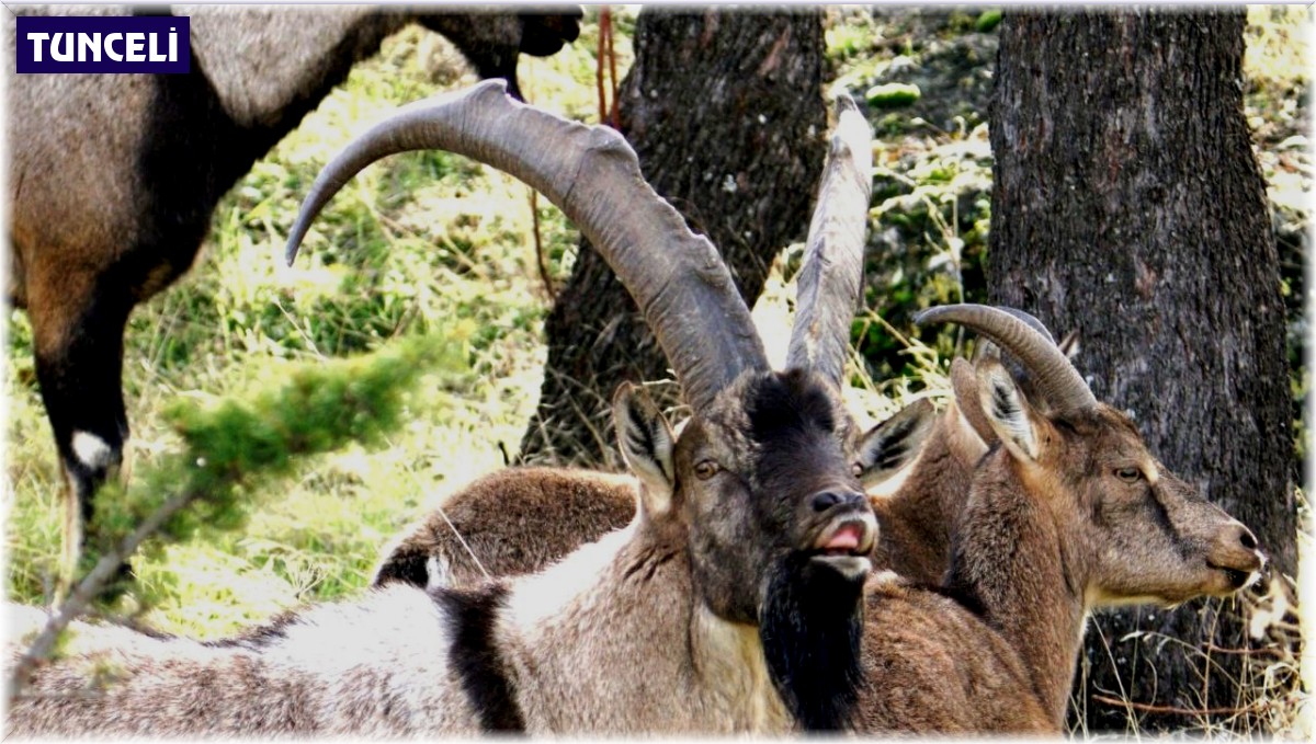 Bakmayın evcil hayvan gibi davrandıklarına, nesilleri aslında koruma altında