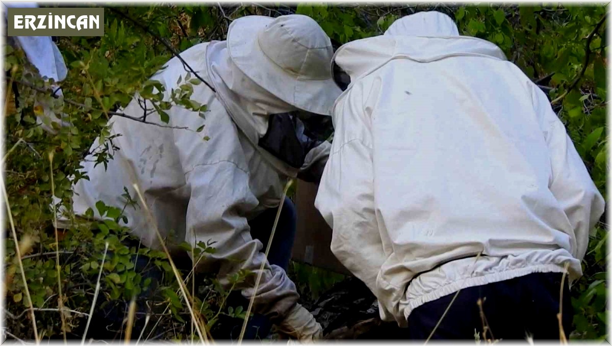 'Bal avcıları' su kenarından takip ettikleri arılarla doğal bala ulaşıyor