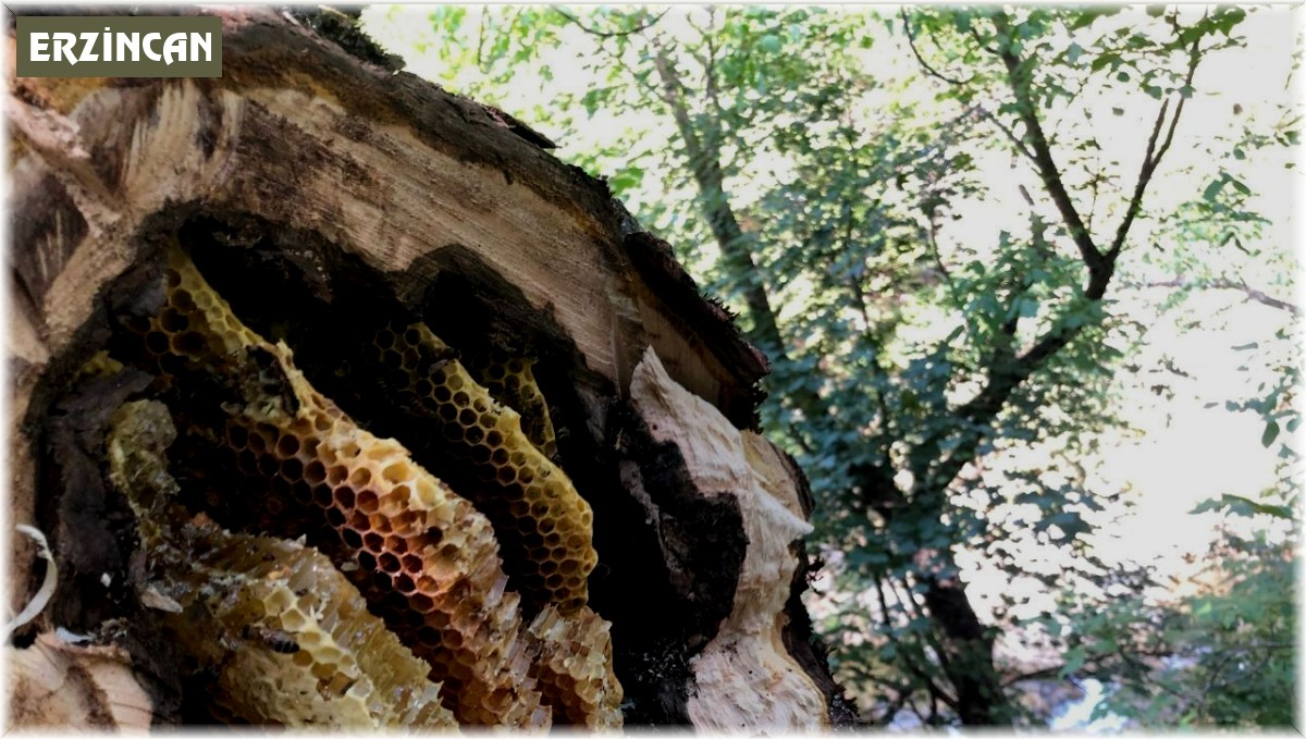 'Bal avcıları' su kenarından takip ettikleri arılarla doğal bala ulaşıyor