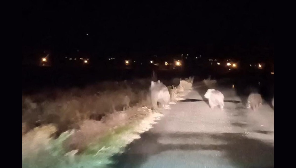 Bal avcısı ayılar ikinci kez arı kovanını saldırdı