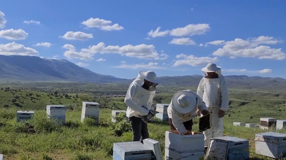 Bal şehri Bingöl'de kuraklık arıcıları da vurdu, dünya ikincisi bal tehlikeye girdi
