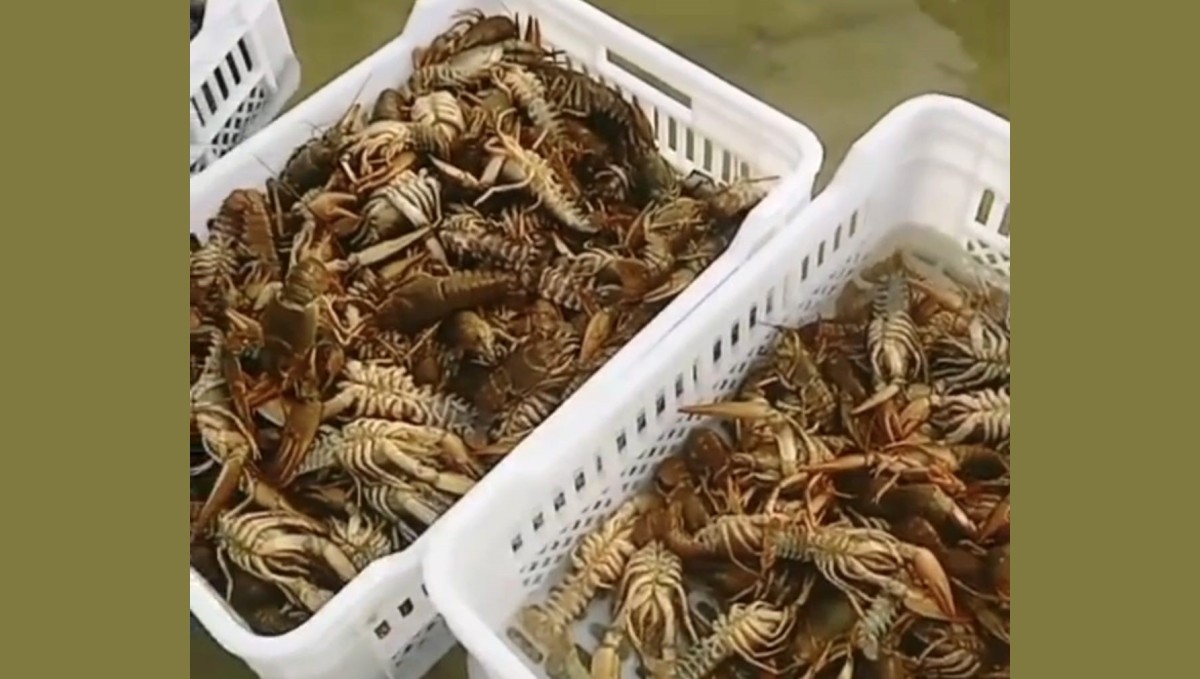 Balıkçıların kerevit kaygısı