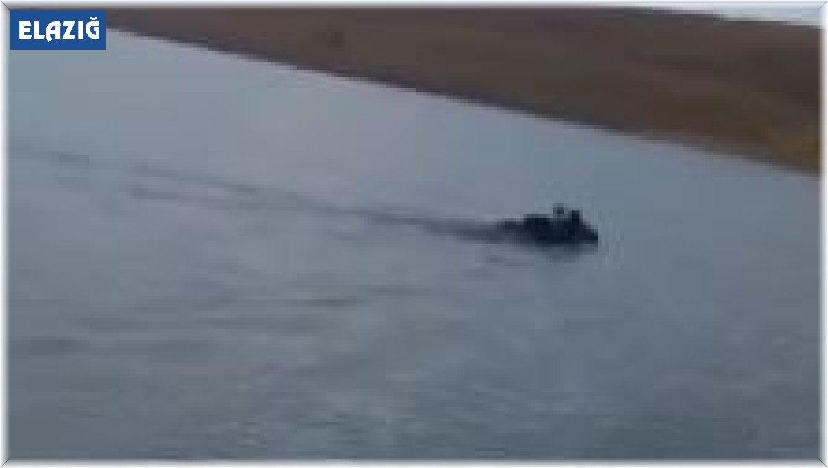 Baraj'da yüzen ayı balıkçılar tarafından görüntülendi