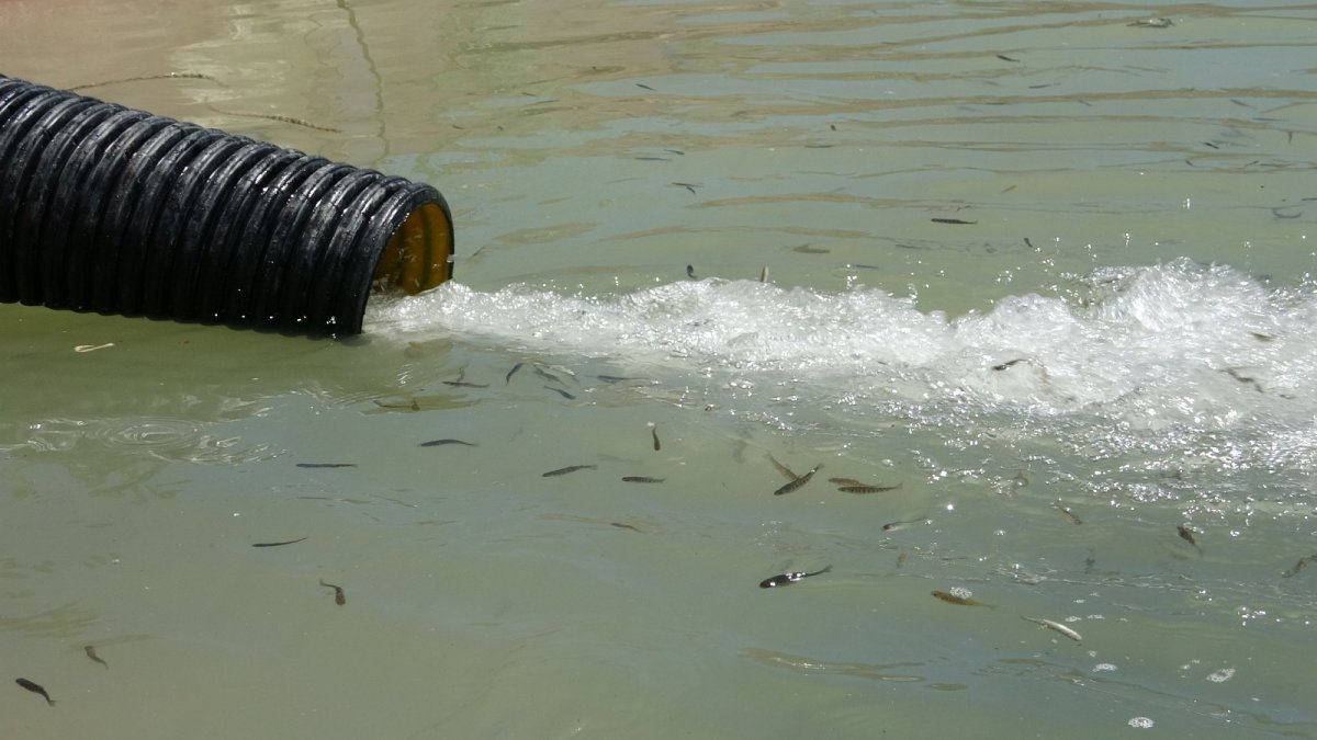 Baraj suyuyla buluşan yavru balıklar renkli görüntüler oluşturdu