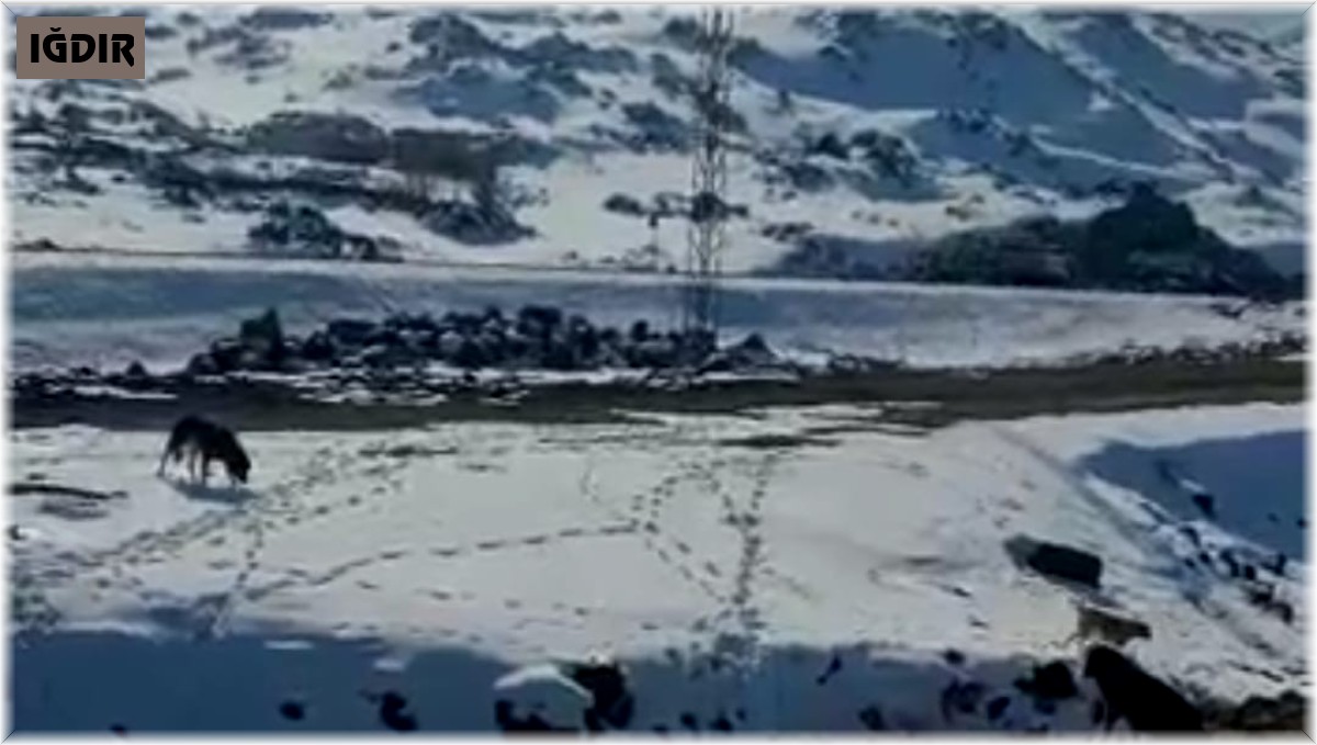 Barınağa bırakılması gereken köpekleri dağ başına bıraktılar