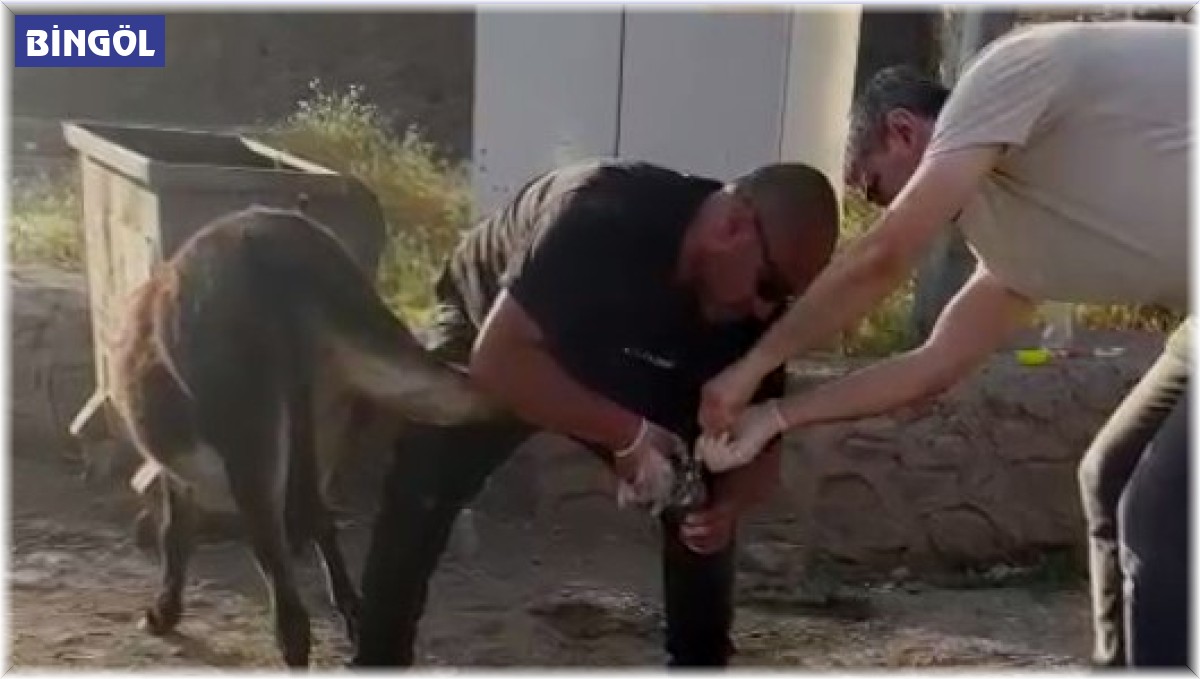 Başhekimden örnek davranış, yaralı eşeği tedavi etti