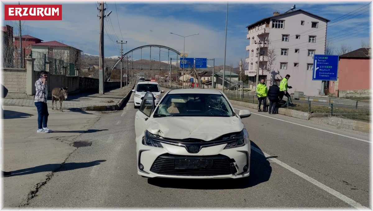 Başı boş hayvanlar kazaya sebep oldu