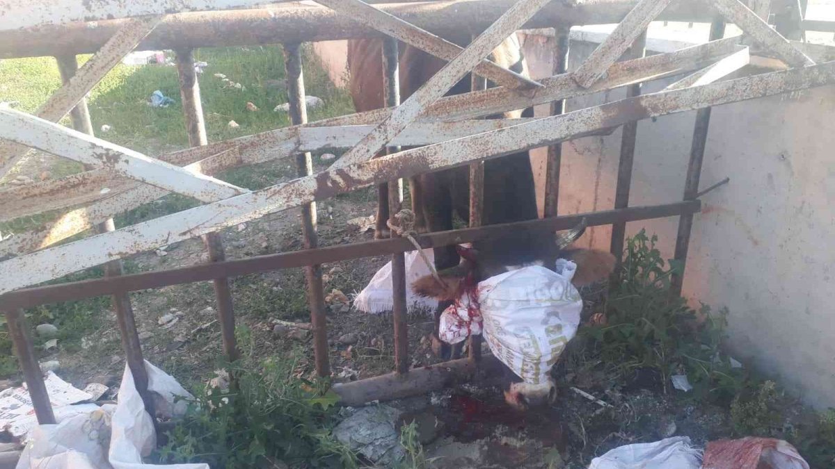 Başı demir korkuluklara sıkışan inek kurtarıldı