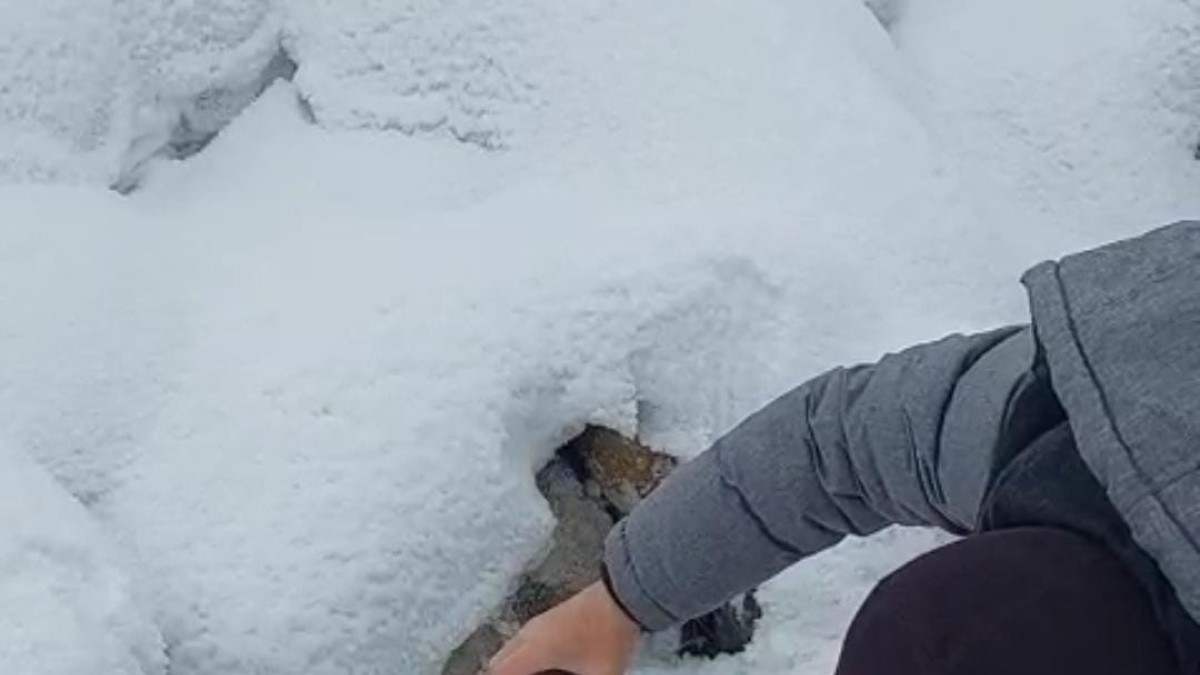 Başı konserve kutusuna sıkışan kediyi yoldan geçen iki kardeş kurtardı