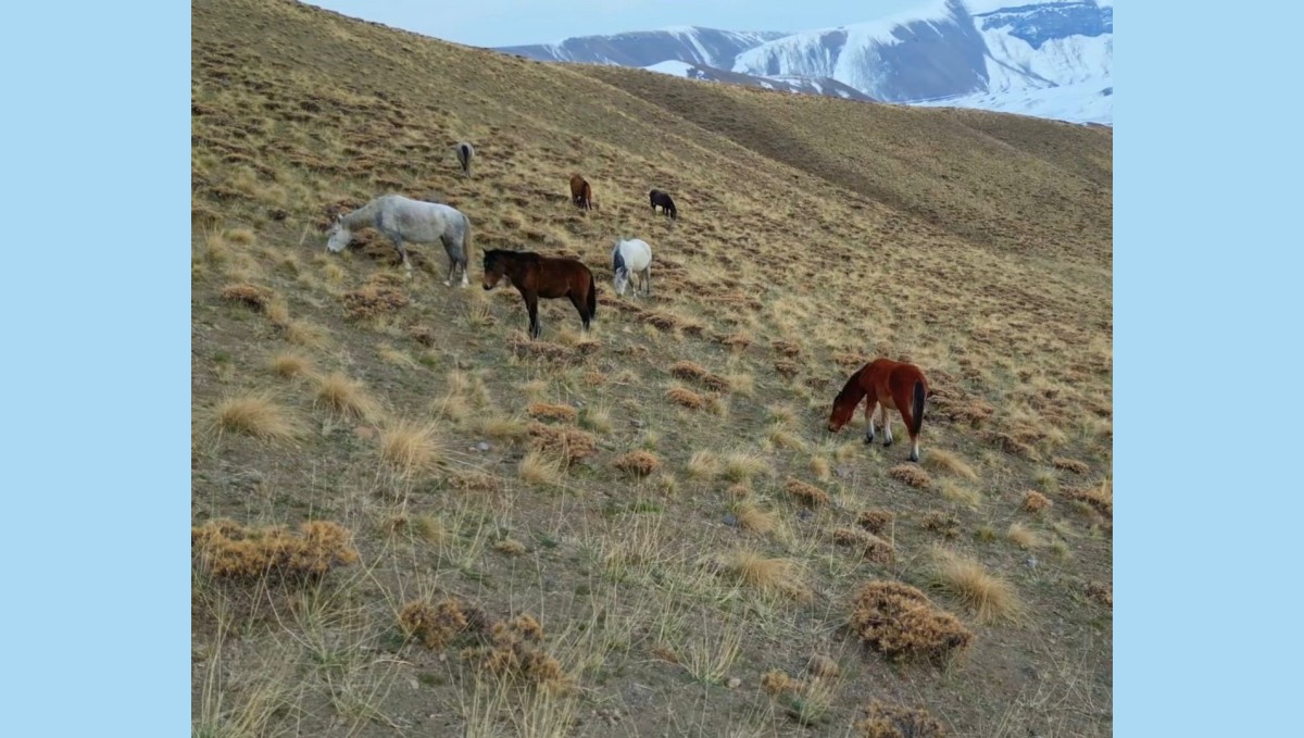 Başıboş bırakılan at ve eşekler hem trafiği hem yaban hayatını tehdit ediyor