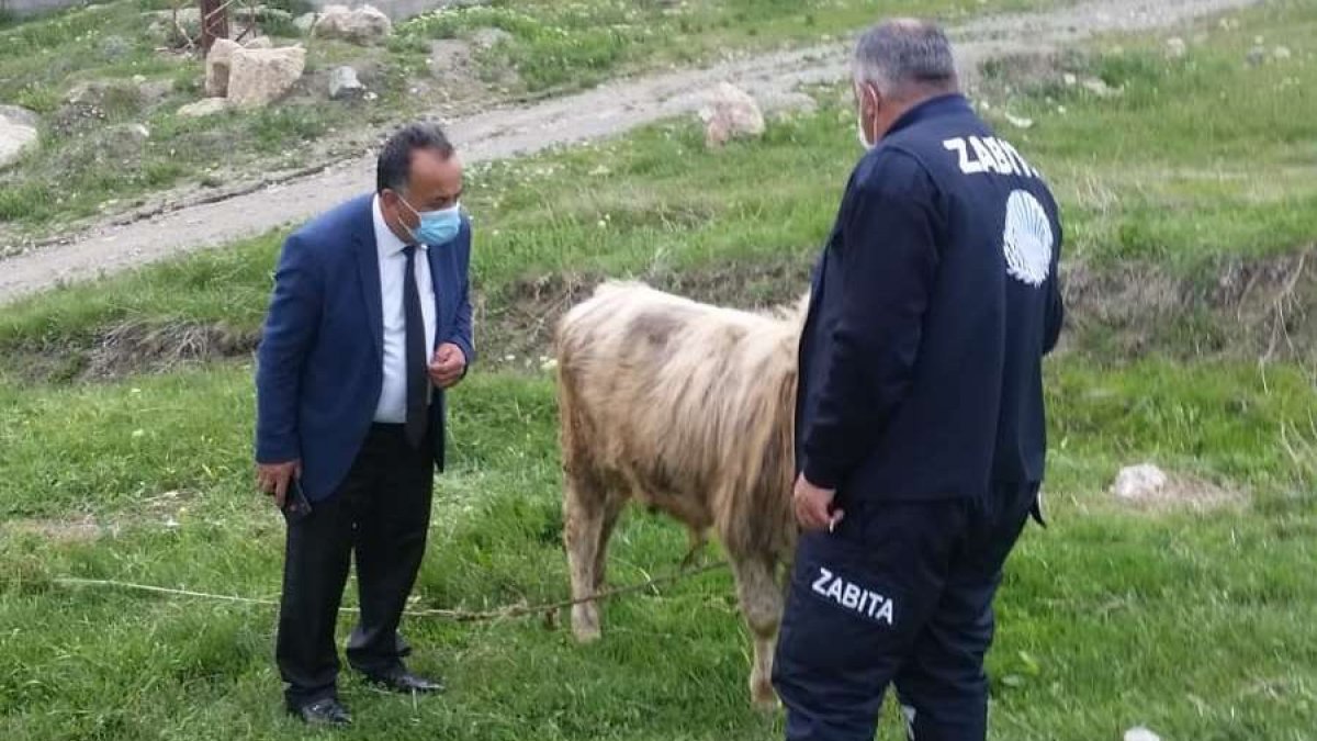 Başıboş bırakılan hayvanların sahiplerine idari ceza