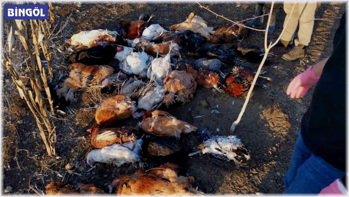 Başıboş köpekler bahçeye girdi, 37 tavuğu telef etti