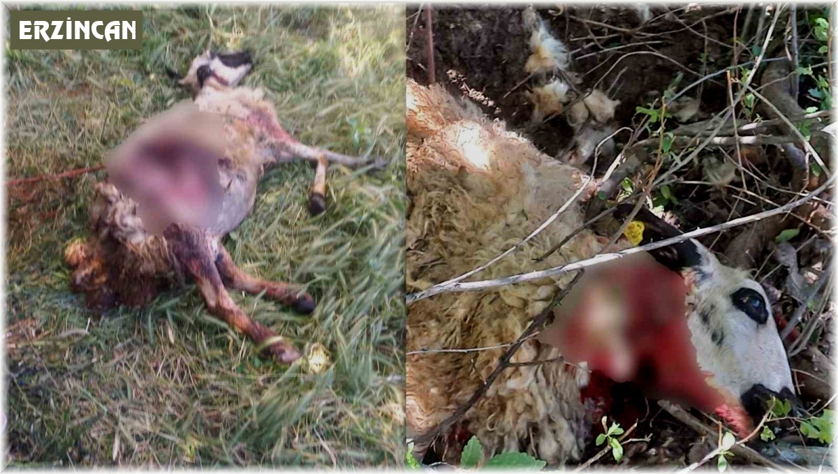Başıboş köpekler kurbanlık koyunları telef etti