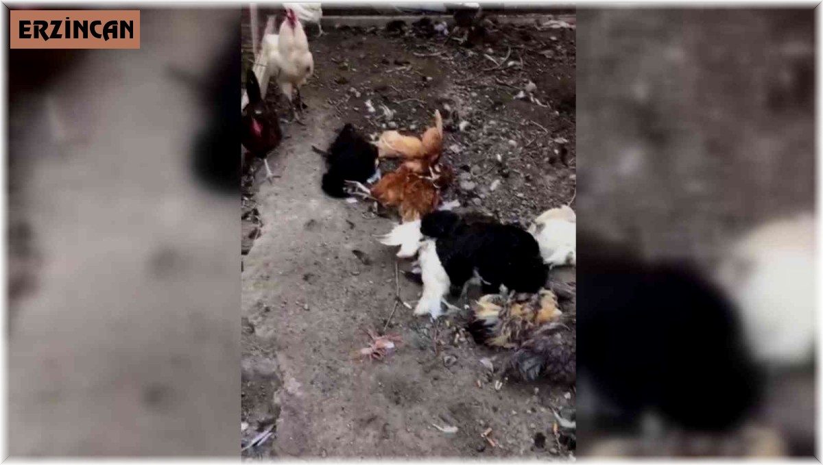 Başıboş sokak köpekleri bu kez tavukları hedef aldı