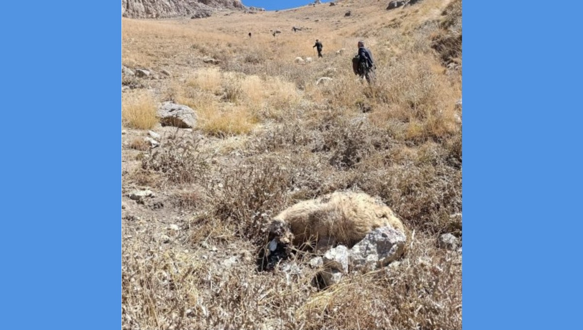 Başkale'de kurt saldırısı: Onlarca koyun telef oldu