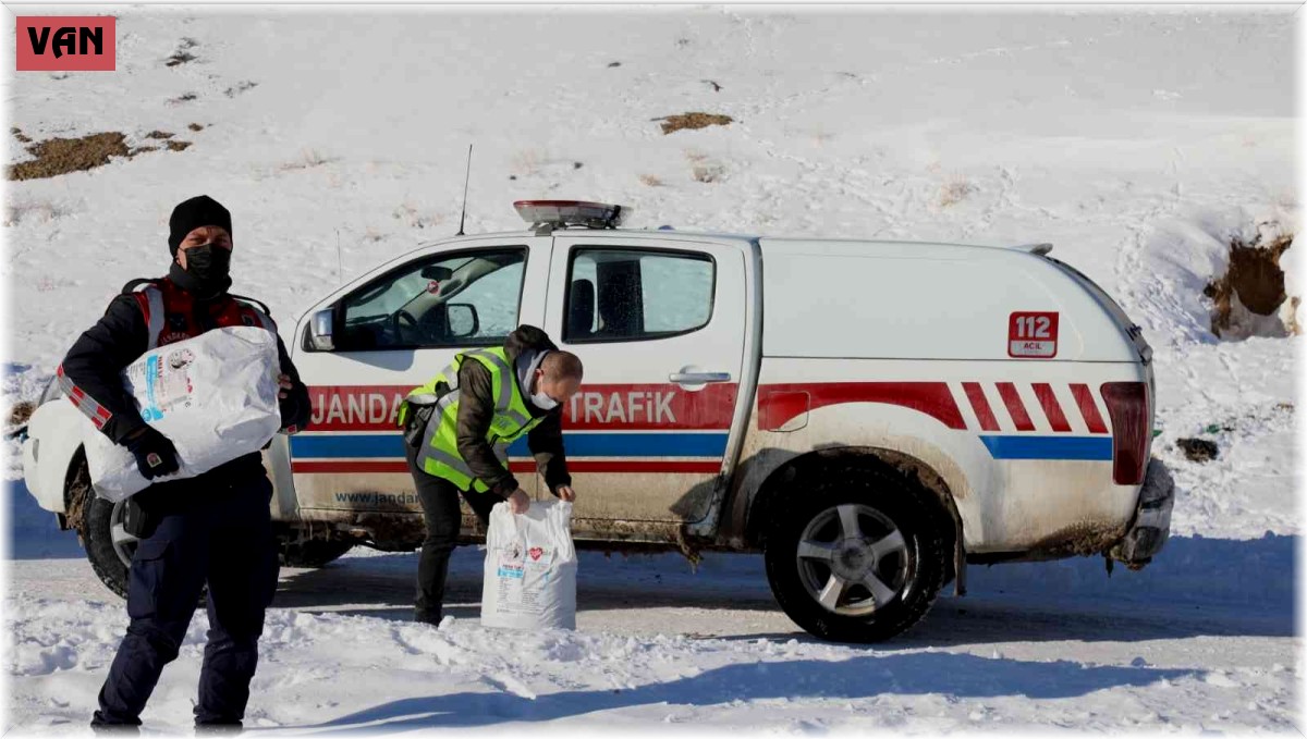 Başkale'de sokak hayvanları yalnız bırakılmıyor