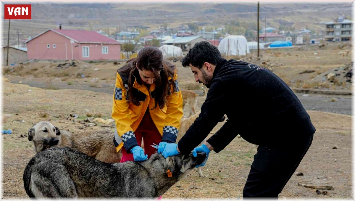 Başkan Allahverdi: "5 bin sokak köpeğine kuduz aşısı yaptık"