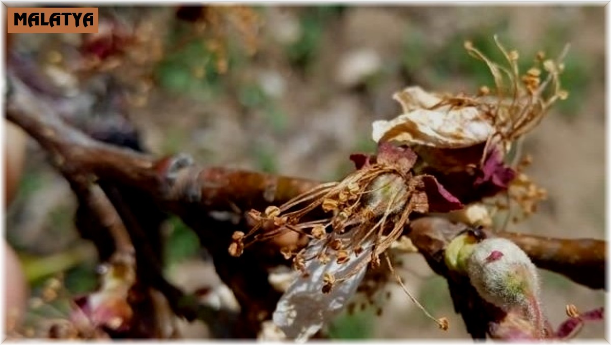 Başkan Çiçek, "Kayısıdaki don rekolteyi etkileyecek"