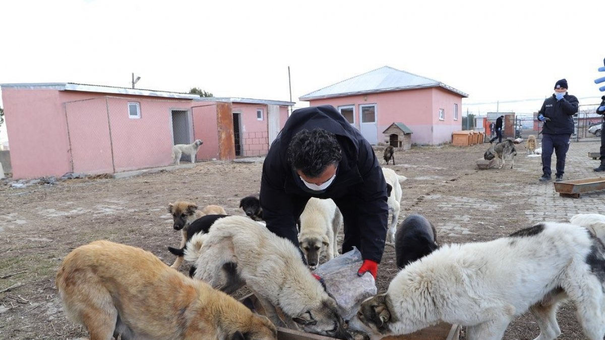 Başkan Demir, 4 Nisan Dünya Sokak Hayvanları Günü'nü unutmadı