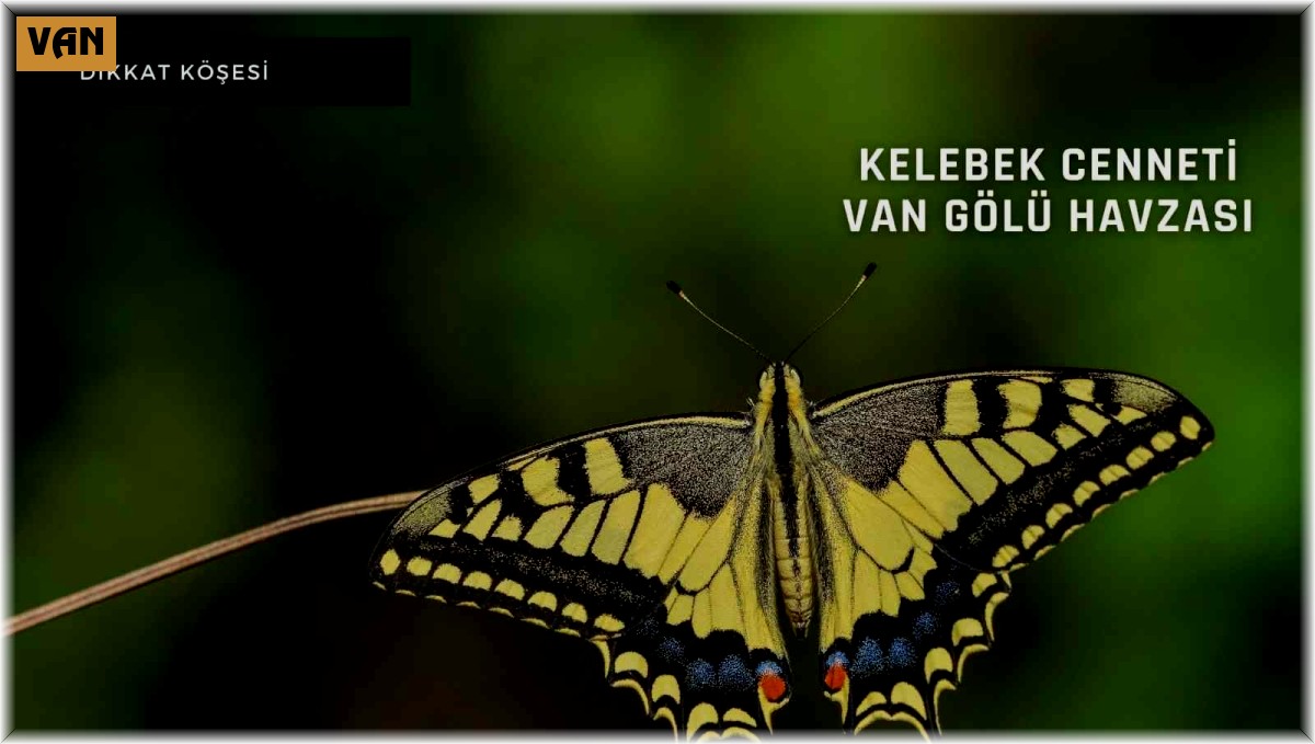 Başkan Özel: "Van Gölü Havzası'nda yaşayan kelebekler güvence altına alınmalıdır"